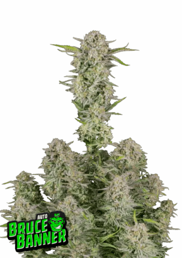 Fast Buds Cannabis Seeds Bruce Banner Auto 100 db