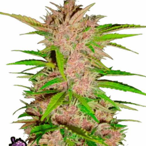 Fast Buds Cannabis Seeds Fastberry Auto 100 db