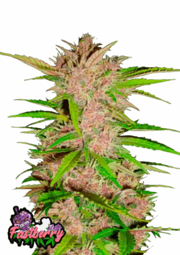 Fast Buds Cannabis Seeds Fastberry Auto 100 db