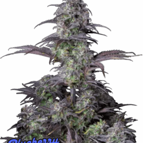 Fast Buds Cannabis Seeds Blueberry Auto 100 db