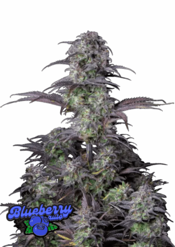 Fast Buds Cannabis Seeds Blueberry Auto 100 db