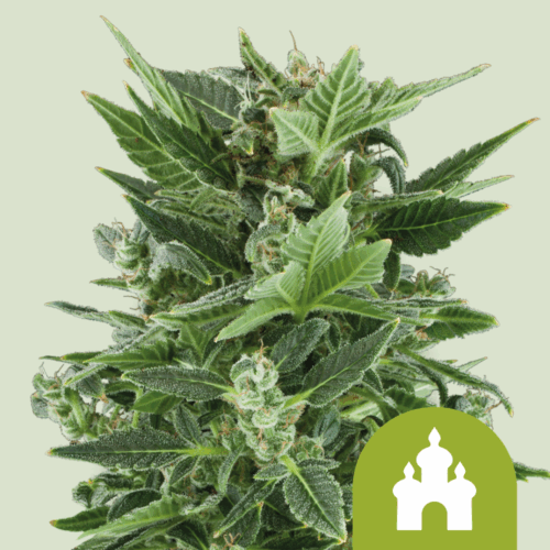 Royal Queen Seeds Cannabis Seeds Royal Kush Auto 25 db