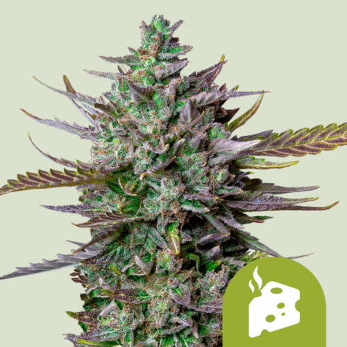 Royal Queen Seeds Cannabis Seeds Blue Cheese Auto 25 db