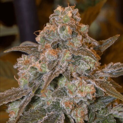 Silent Seeds Egzotikus Cannabis Seeds Gorilla Frost Nőiesített 10 db
