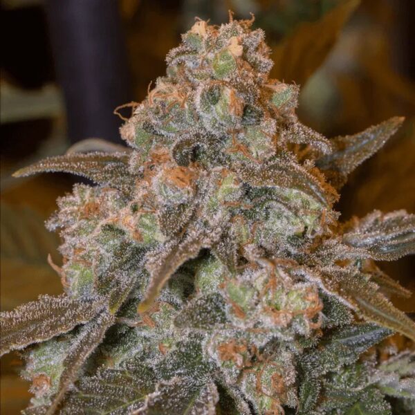 Silent Seeds Egzotikus Cannabis Seeds Gorilla Frost Nőiesített 10 db