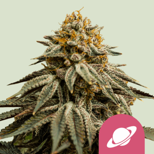 Royal Queen Seeds Cannabis Seeds Royal Skywalker Feminized 25 db