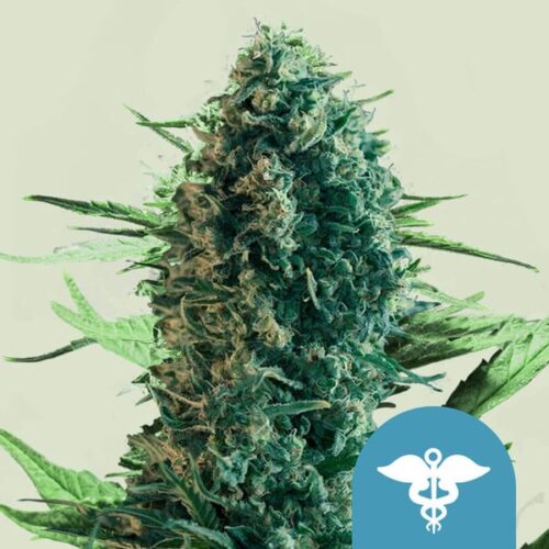 Royal Queen Seeds Cannabis Seeds Royal Medic Feminized (High CBD) 25 db
