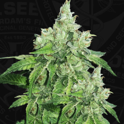 T.H.Seeds™ Cannabis Seeds Citron Givré