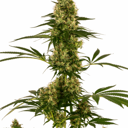 Sensi Seeds Cannabis Seeds Blue Bullet Automatic® Feminized