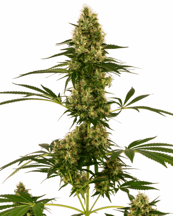Sensi Seeds Cannabis Seeds Blue Bullet Automatic® Feminized