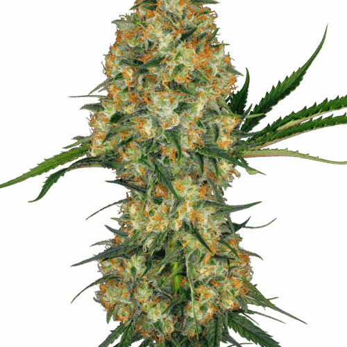 Sensi Seeds Cannabis Seeds Hindu Kush® Regular