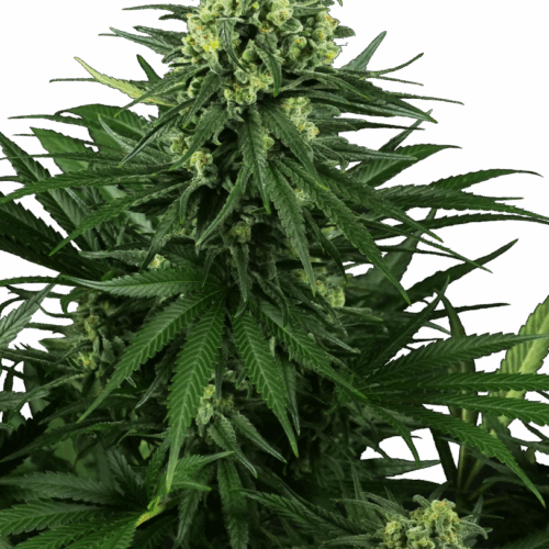 Sensi Seeds Cannabis Seeds Honey Melon Kush Feminized