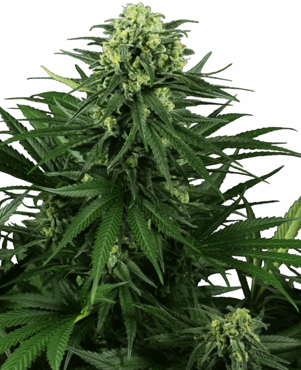 Sensi Seeds Cannabis Seeds Honey Melon Kush Feminized
