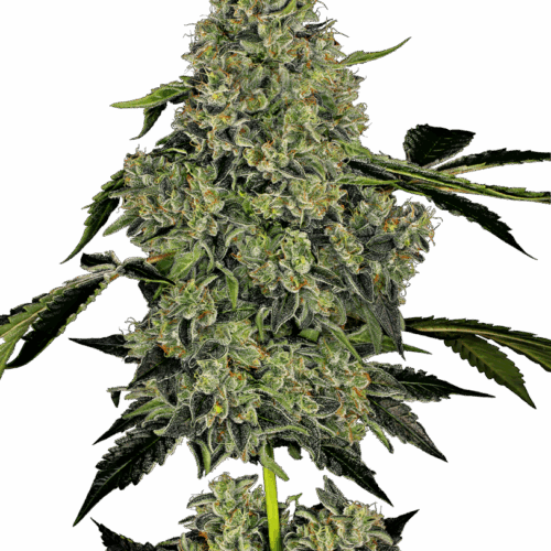 Sensi Seeds Cannabis Seeds OG Kush Automatic Feminized by White Label