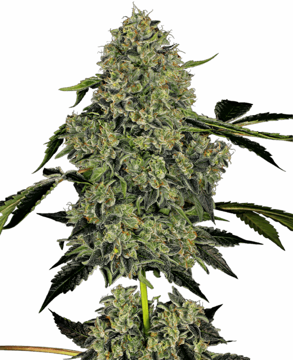 Sensi Seeds Cannabis Seeds OG Kush Automatic Feminized by White Label