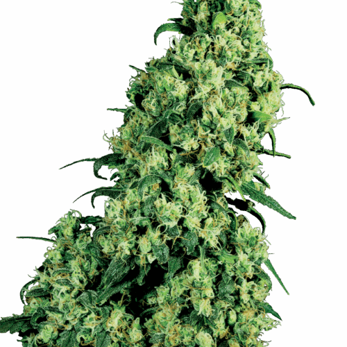 Sensi Seeds Cannabis Seeds Skunk #1 Feminized by White Label