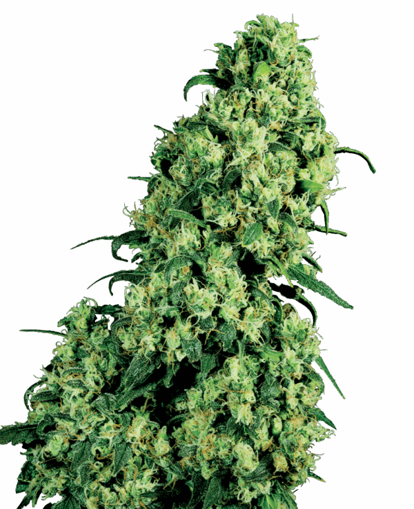 Sensi Seeds Cannabis Seeds Skunk #1 Feminized by White Label