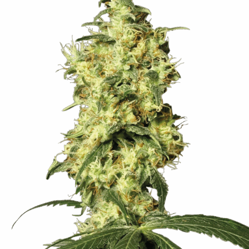 Sensi Seeds Cannabis Seeds White Widow Automatic Feminized by White Label