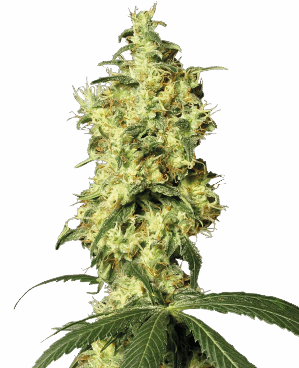 Sensi Seeds Cannabis Seeds White Widow Automatic Feminized by White Label