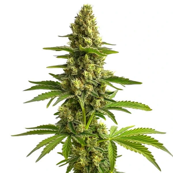 Blimburn Seeds Cannabis Seeds Bruce Banner Nőiesített 3 pár