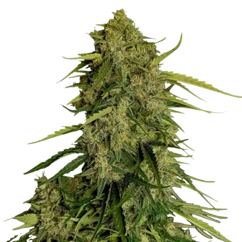 Royal Queen Seeds Atlas F1 Auto kannabiszmagok 10 db
