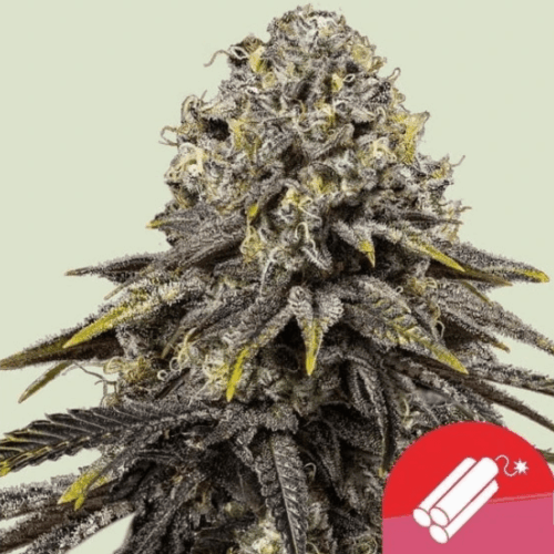 Royal Queen Seeds Cannabis Seeds Dynamite Diesel Nőiesített 10 db
