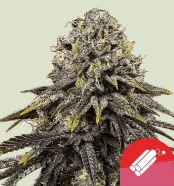 Royal Queen Seeds Cannabis Seeds Dynamite Diesel Nőiesített 10 db