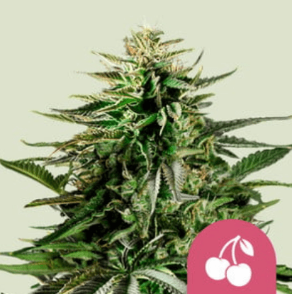 Royal Queen Seeds Cannabis Seeds Cherry Pie Nőiesített 10 db