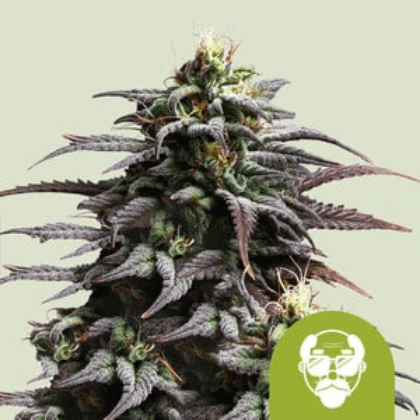 Royal Queen Seeds Cannabis Seeds Grandaddy Purple Auto 10 db