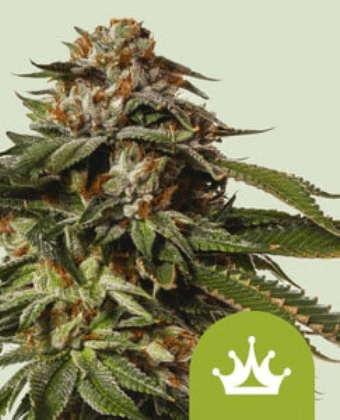 Royal Queen Seeds Cannabis Seeds Special Queen #1 Auto 10 db