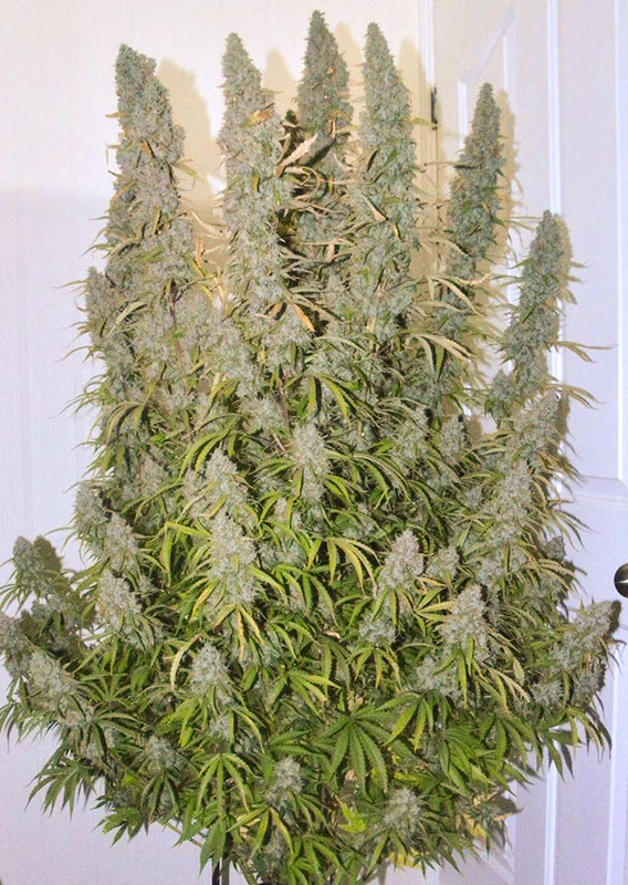 Dutch Passion Cannabis Seeds Auto Night Queen® Autoflowering 100 db