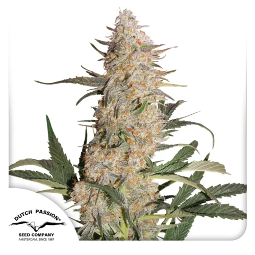 Dutch Passion Cannabis Seeds Critical Orange Punch Nőiesített 100 db