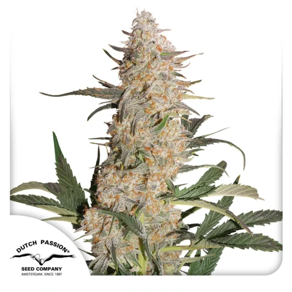 Dutch Passion Cannabis Seeds Critical Orange Punch Nőiesített 100 db