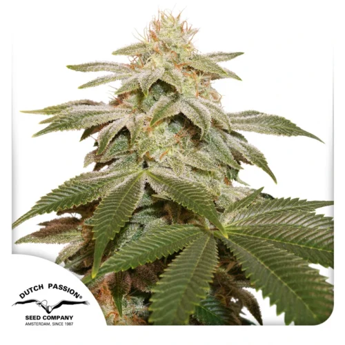 Dutch Passion Cannabis Seeds Sugar Bomb Punch® Feminized 100 db