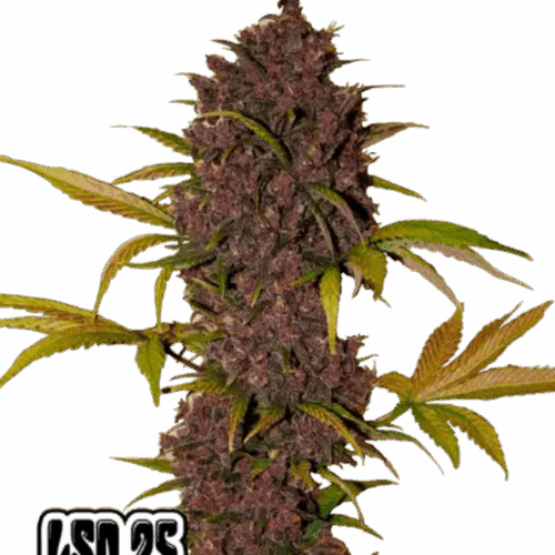 Fast Buds Cannabis Seeds LSD-25 Auto 100 db