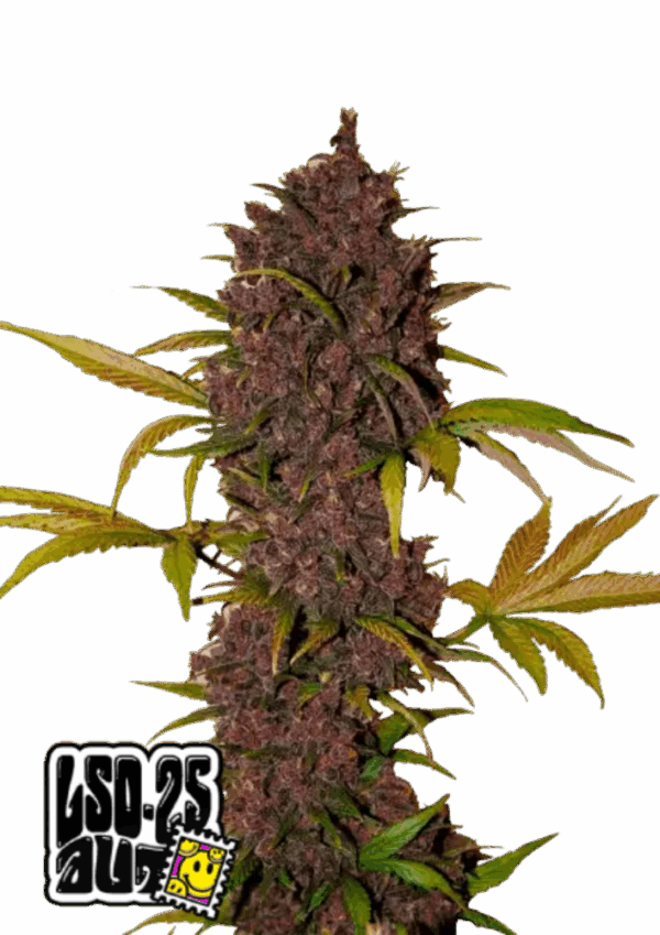 Fast Buds Cannabis Seeds LSD-25 Auto 100 db