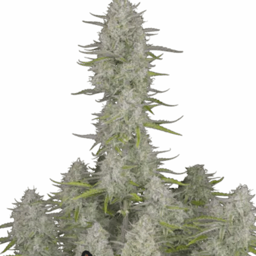 Fast Buds Cannabis Seeds Esküvői sajttorta Auto 100 db