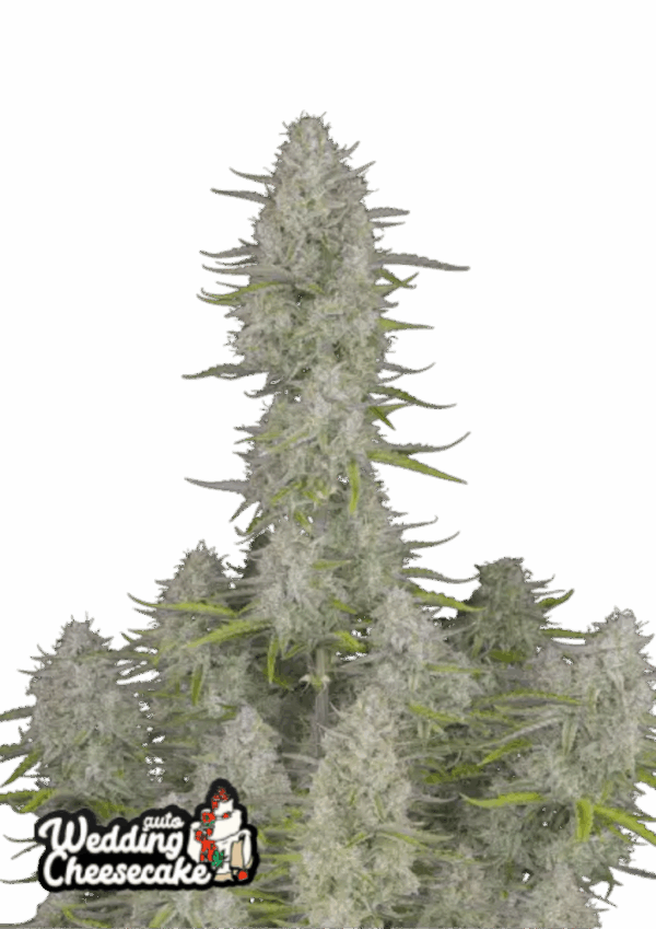 Fast Buds Cannabis Seeds Esküvői sajttorta Auto 100 db