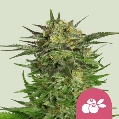 Royal Queen Seeds Cannabis Seeds Haze Berry Feminized 25 db