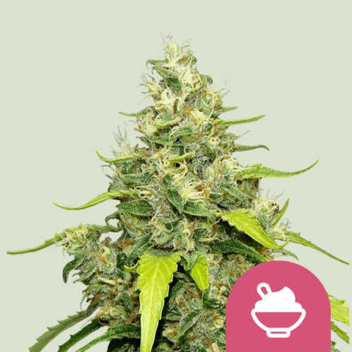 Royal Queen Seeds Cannabis Seeds Blue Gelato Feminized 25 db
