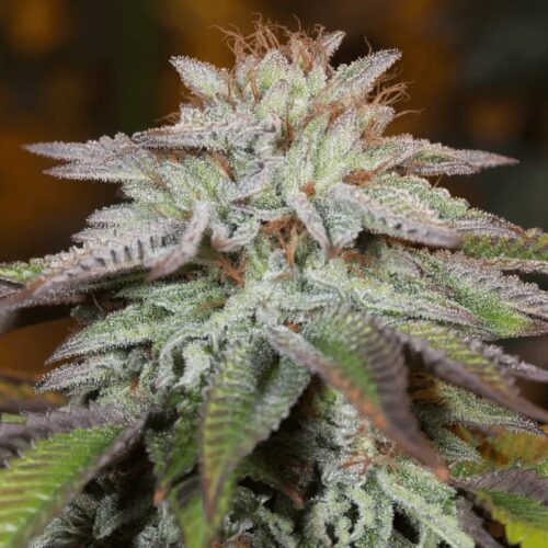 Silent Seeds Cannabis Seeds LA Vanilla Cake Auto Feminized 10 db