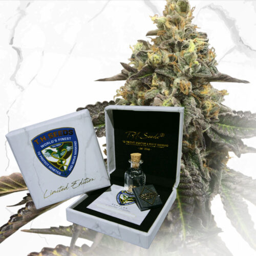 T.H.Seeds™ Cannabis Seeds Limited normál kiadású French Cookies X Születésnapi torta X SBC