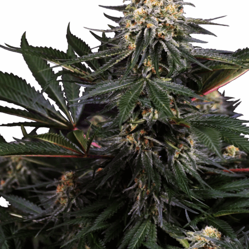 Sensi Seeds Cannabis Seeds Lockdown Kush Feminized