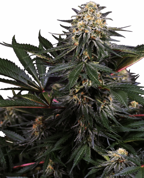 Sensi Seeds Cannabis Seeds Lockdown Kush Feminized