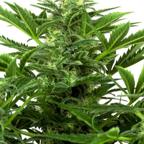 Sensi Seeds Cannabis Seeds Mandarin Punch Automatic Feminized