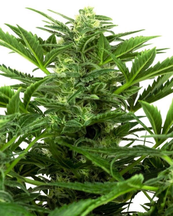 Sensi Seeds Cannabis Seeds Mandarin Punch Automatic Feminized