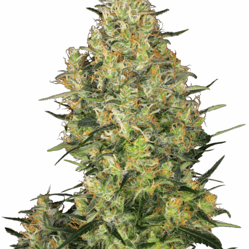 Sensi Seeds Cannabis Shiva Skunk® Regular