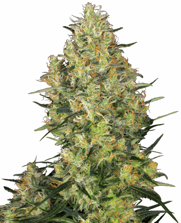 Sensi Seeds Cannabis Shiva Skunk® Regular