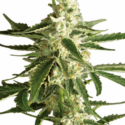 Sensi Seeds Cannabis Seeds White Diesel Haze Automatic Feminized by White Label