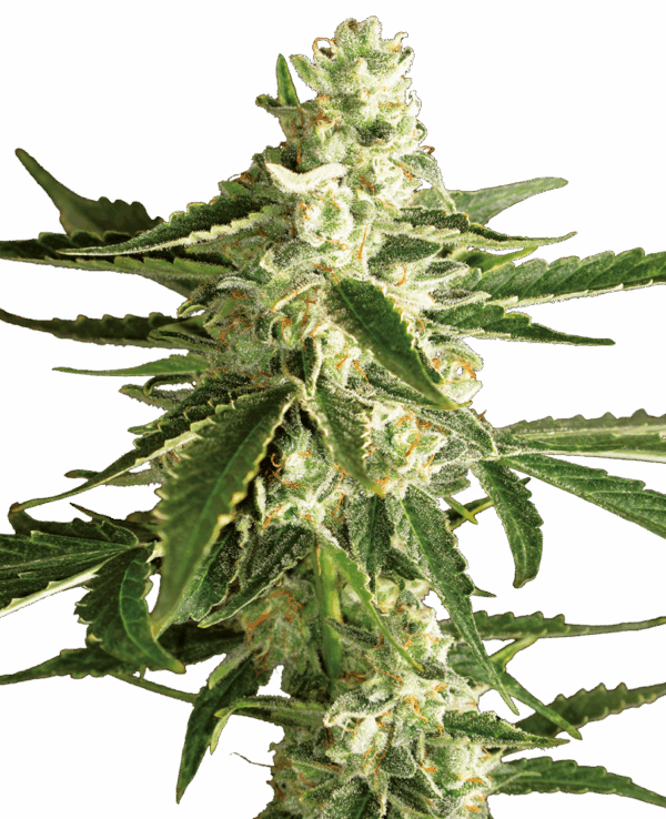 Sensi Seeds Cannabis Seeds White Diesel Haze Automatic Feminized by White Label